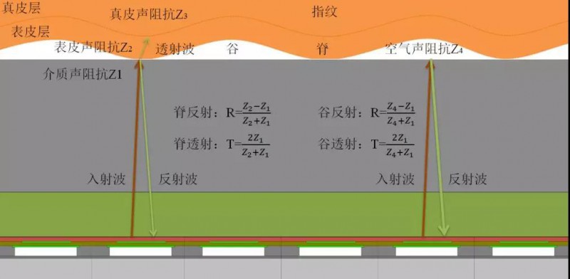 思立微就電容指紋涉訴聲明：光學/超聲波突破使其處于風口浪尖